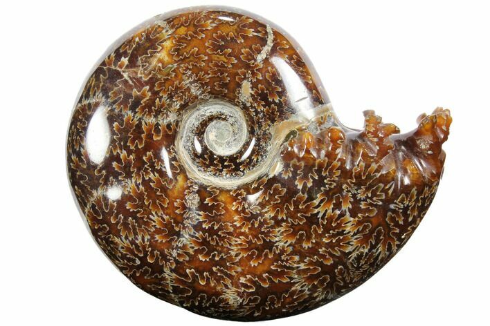 Polished, Agatized Ammonite (Cleoniceras) - Madagascar #110500